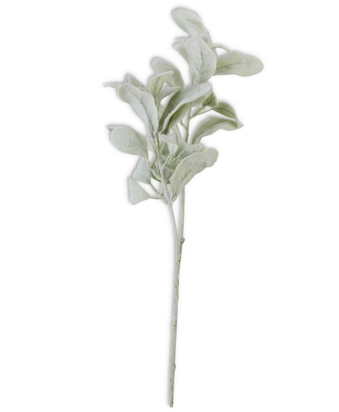 Lamb’s Ear Stem