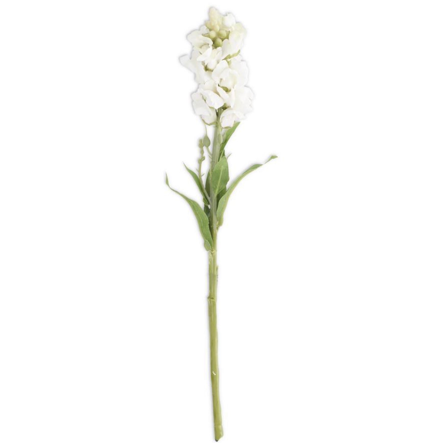 White Flower Stem