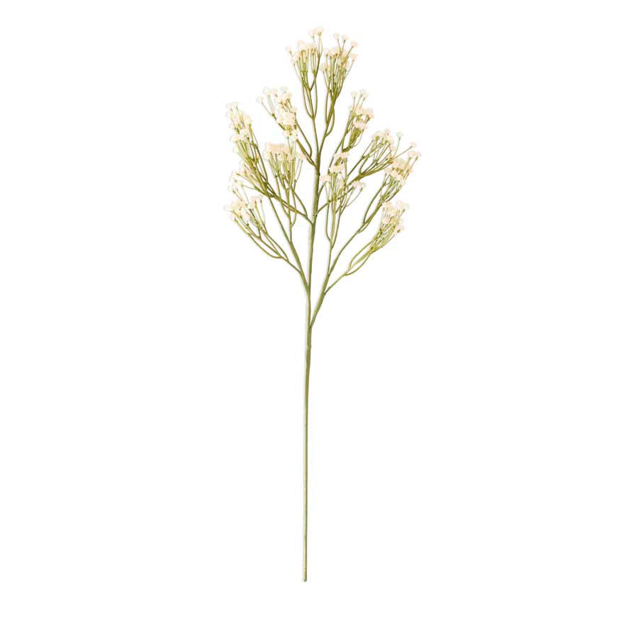 Baby’s Breath