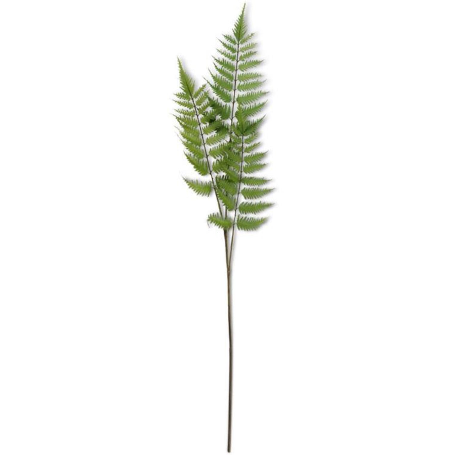 Three-Branch Fern