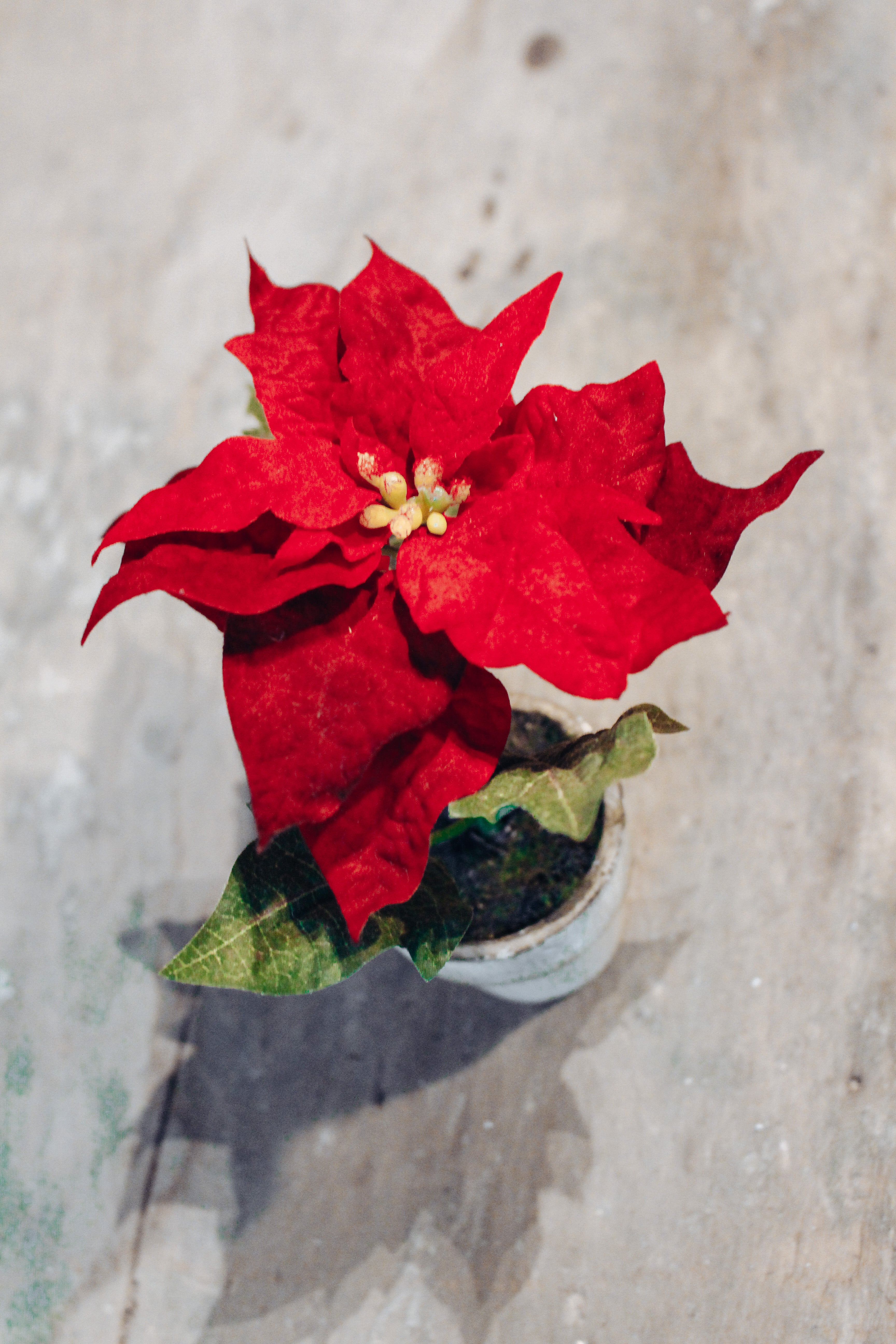 Mini Potted Poinsettia