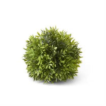 Podocarpus Ball