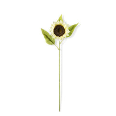 Cream Sunflower Stems