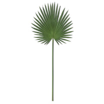 Fan Palm Leaf Stem