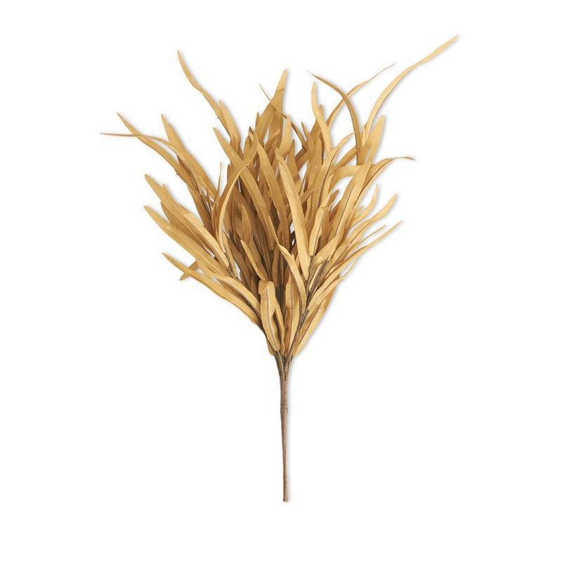 Eva Grass Bush
