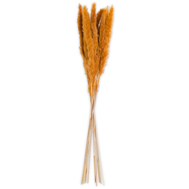 Orange Pampas Grass Bundle