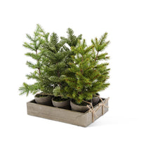 Potted Pine Trees