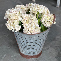 Beige Hydrangea Stem