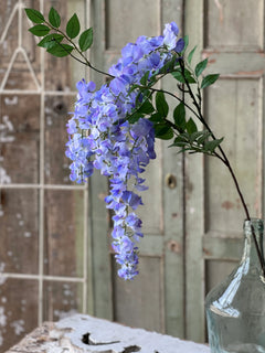 Waterfall Wisteria