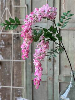 Waterfall Wisteria
