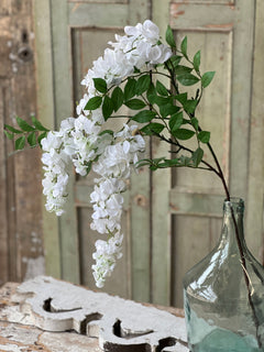 Waterfall Wisteria