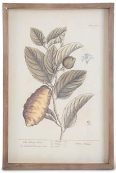 Wood Framed Fruit Prints