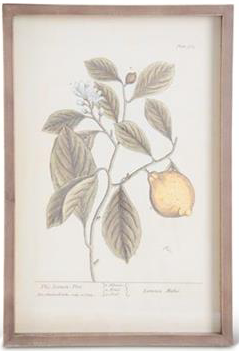 Wood Framed Fruit Prints