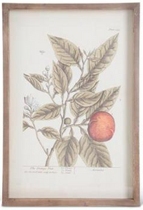 Wood Framed Fruit Prints