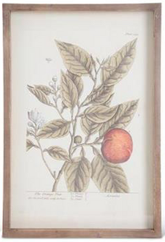 Wood Framed Fruit Prints
