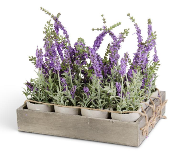 Potted Purple Lavender
