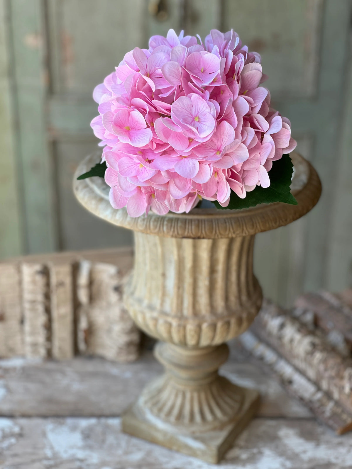 Cameo Hydrangea