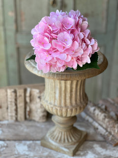 Cameo Hydrangea