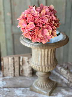 Cameo Hydrangea