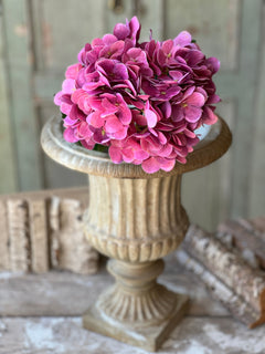 Cameo Hydrangea