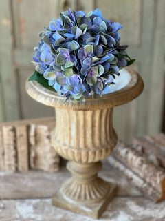 Cameo Hydrangea