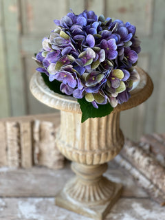 Cameo Hydrangea