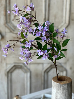 Canterbury Hydrangea