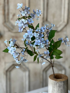 Canterbury Hydrangea