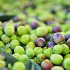 Chilean Arbequina - Extra Virgin Olive Oil