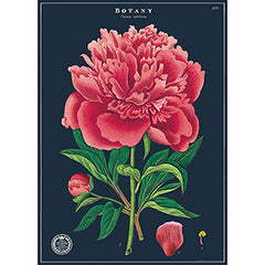 Vintage Floral & Botanical Posters