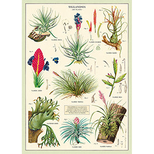 Vintage Floral &amp; Botanical Posters