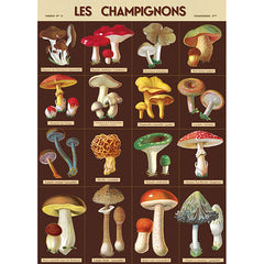 Vintage Floral & Botanical Posters