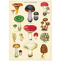Vintage Floral &amp; Botanical Posters