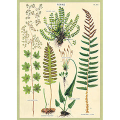 Vintage Floral & Botanical Posters