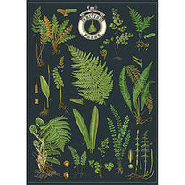 Vintage Floral &amp; Botanical Posters