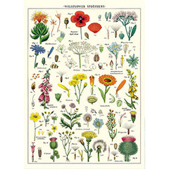 Vintage Floral & Botanical Posters