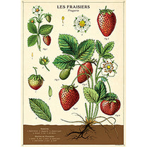 Vintage Floral &amp; Botanical Posters