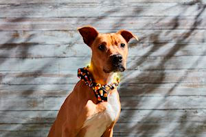 Halloween Light-Up Dog Collars