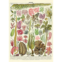Vintage Floral & Botanical Posters