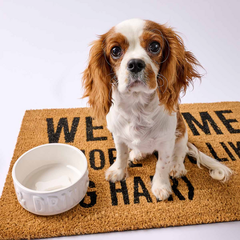 Dinner & Drink Dog Bowl Set