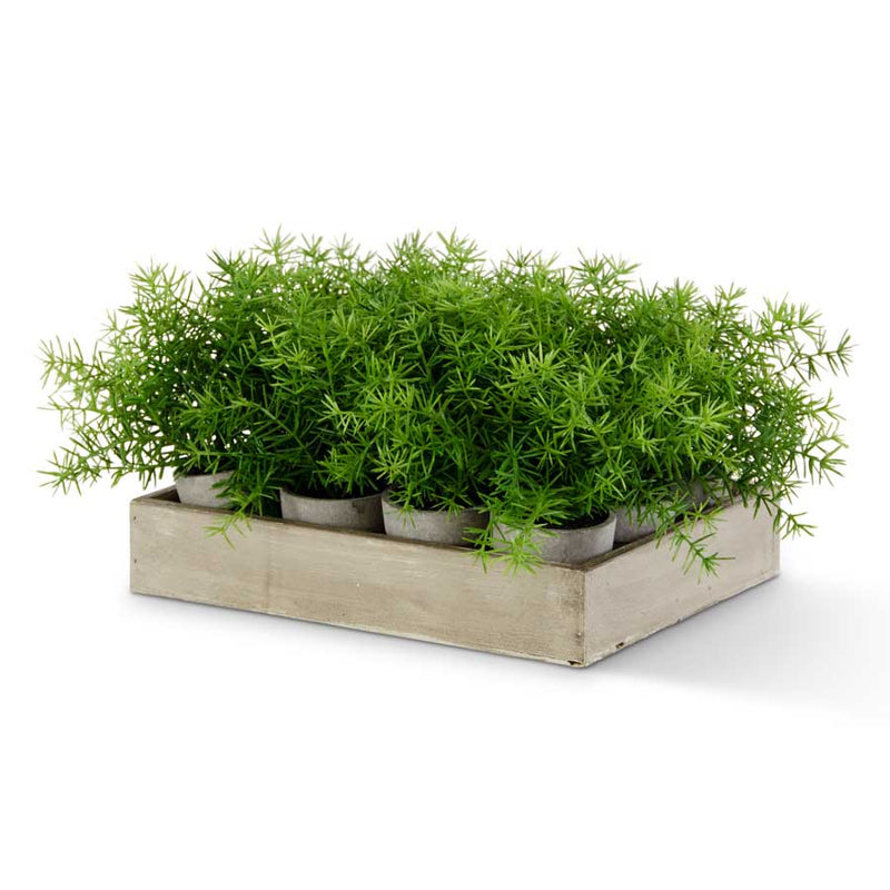 Tiny Potted Asparagus Fern