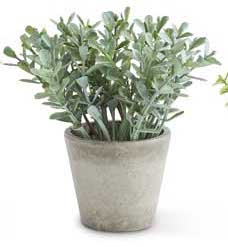 Mini Potted Herb