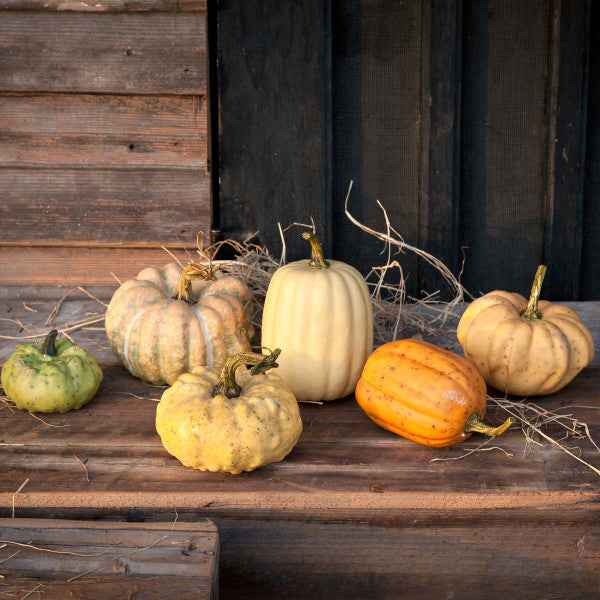 Mini Pumpkins