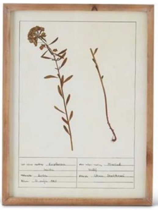 Tan Framed Botanical