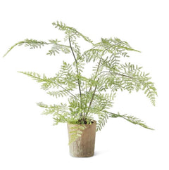 Aged Cement Pot Fern
