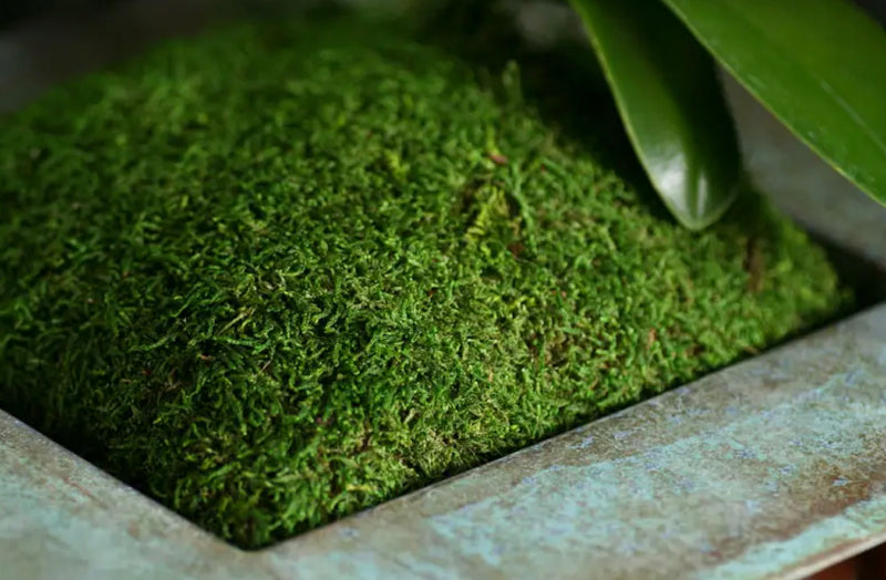 Sheet Moss