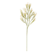 Baby’s Breath