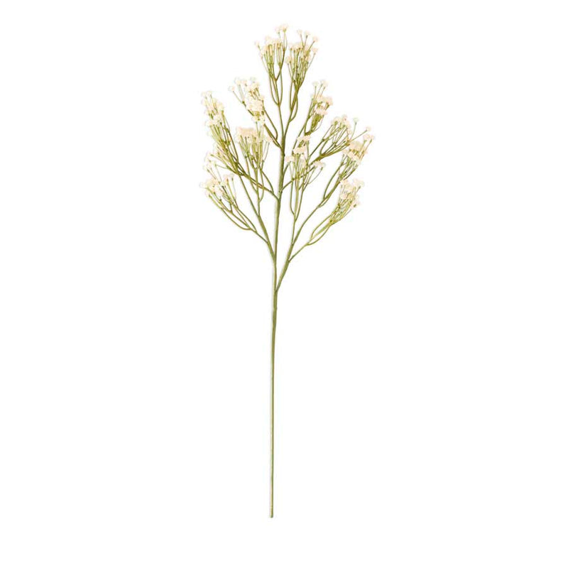 Baby’s Breath