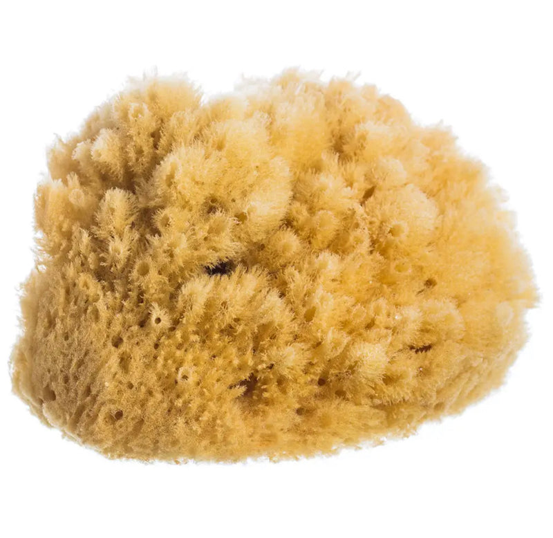 Natural Sea Sponge