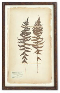 Dried Fern Prints